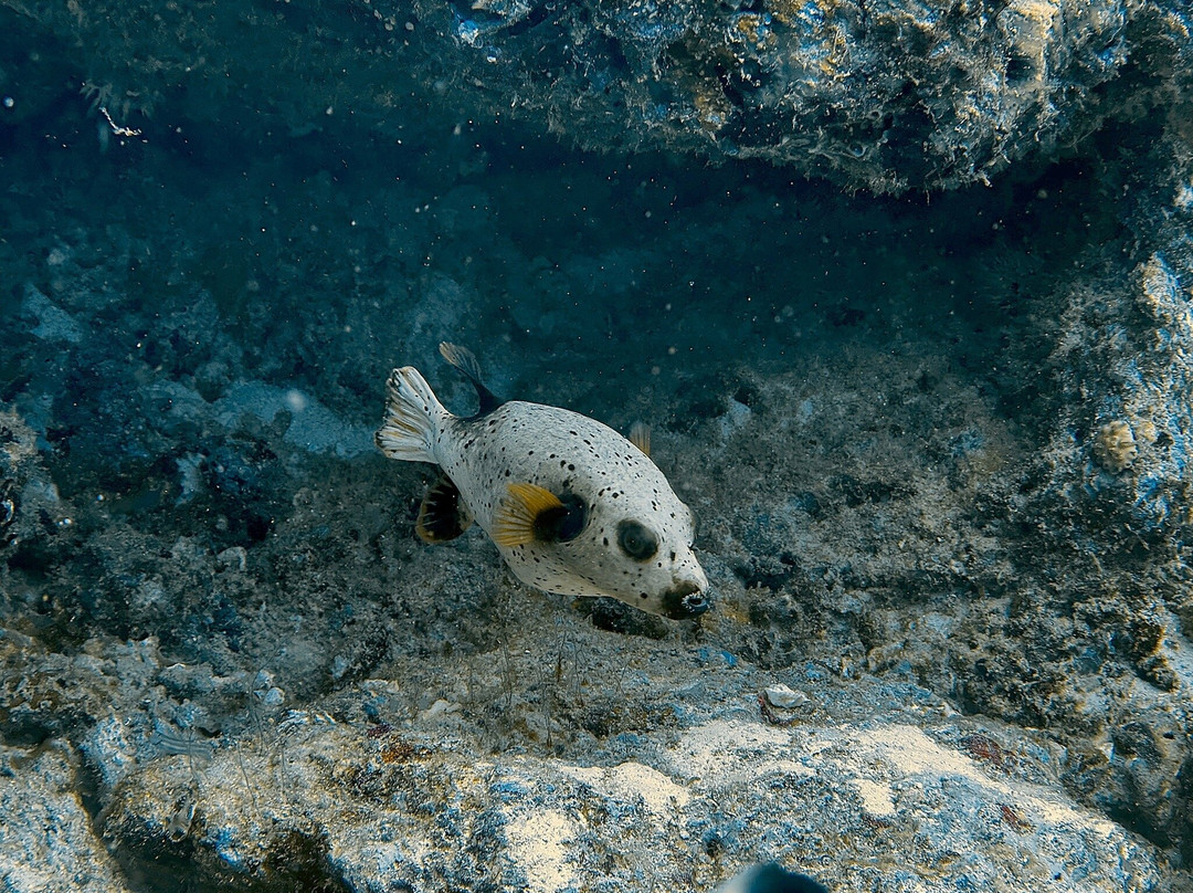 Sea Bees Diving Khao Lak - Day Tours-拉克山必去景点