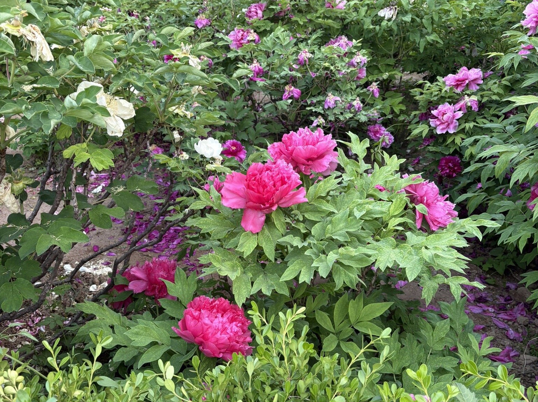 菏泽曹州牡丹园-曹县必去景点