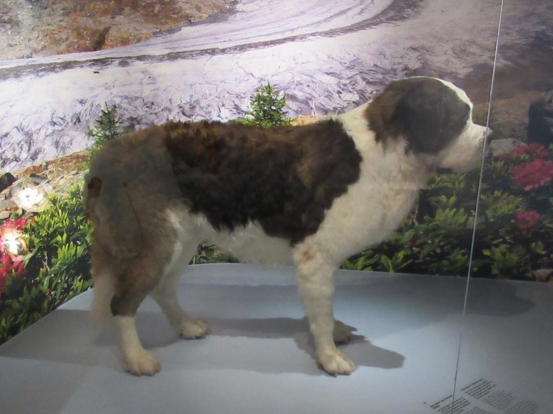 Naturhistorisches Museum Bern-伯尔尼必去景点