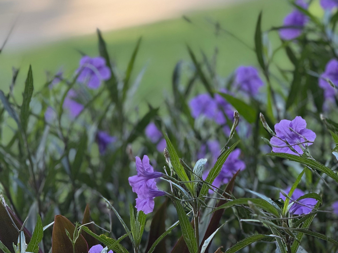 今日奥涅克蓬塔卡纳全包式住宿主图