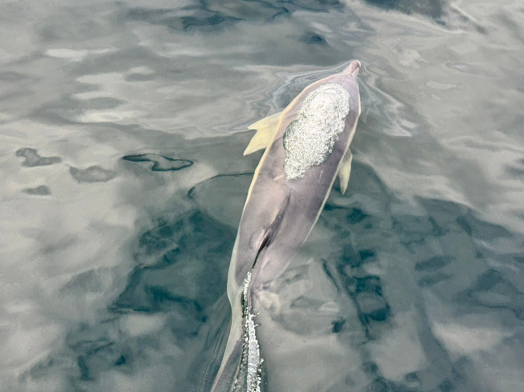 Killybegs Angling Charters-Killybegs必去景点