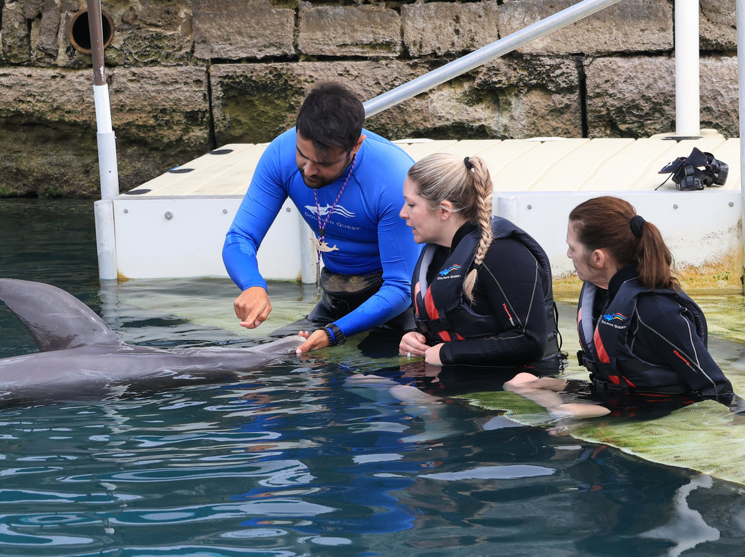 Dolphin Quest-Sandys Parish必去景点
