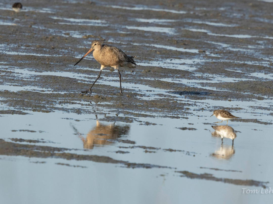 Lowcountry Photo Safaris-博福特必去景点