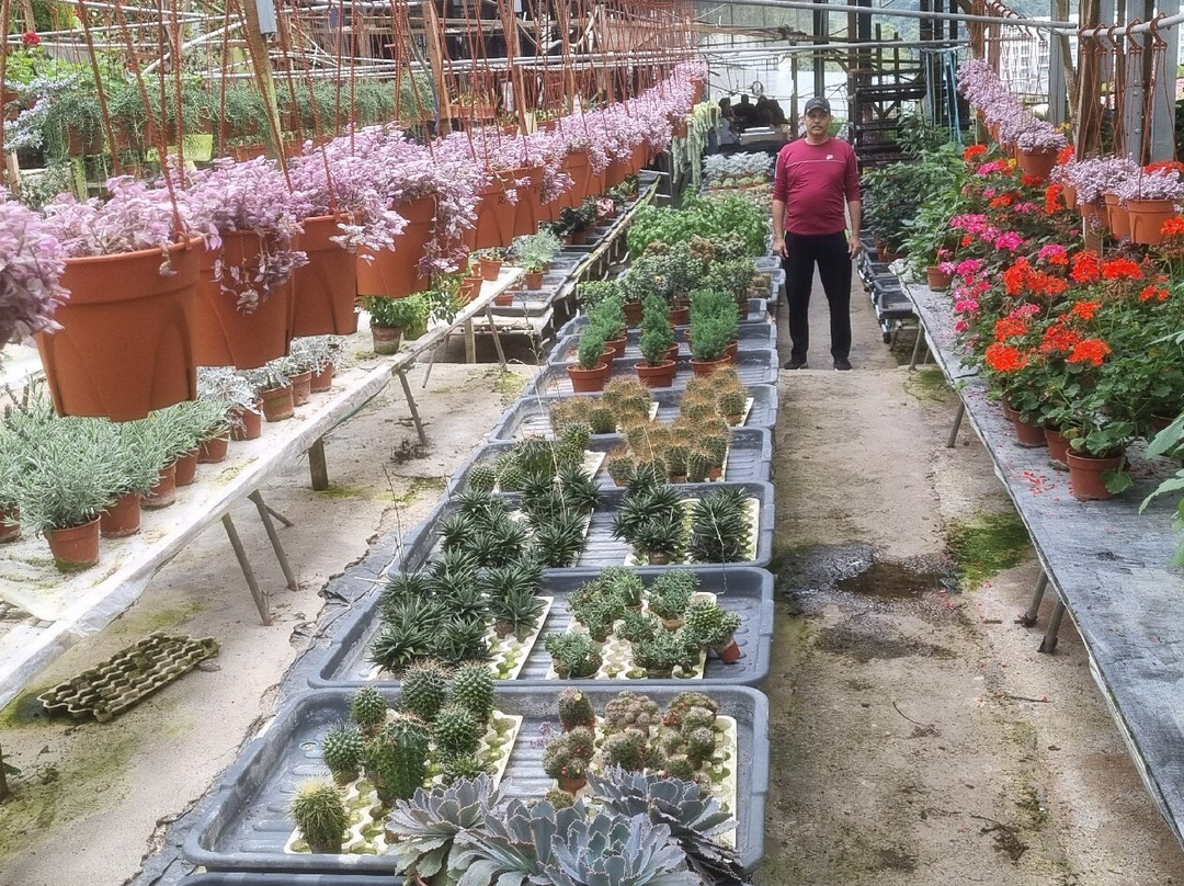 Healthy Strawberry Farm-丹那拉塔必去景点