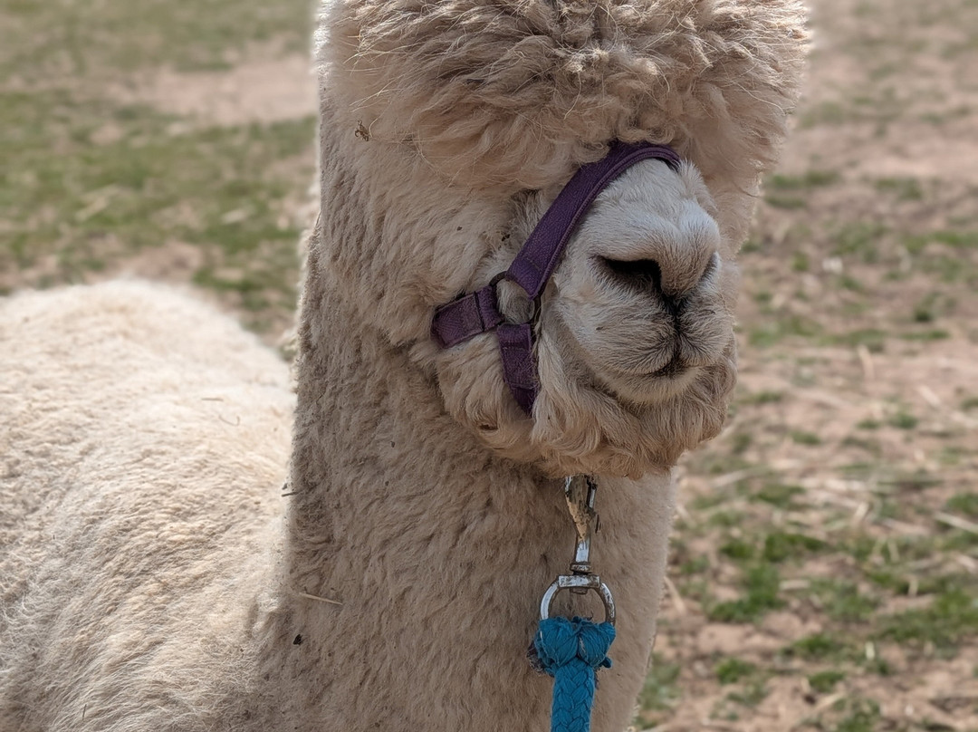 Lucky Tails Alpaca Farm-Atherstone必去景点