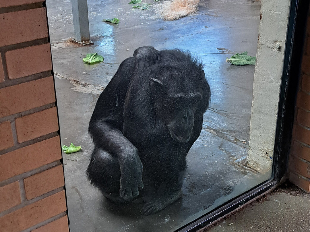 Monkey World-韦勒姆必去景点
