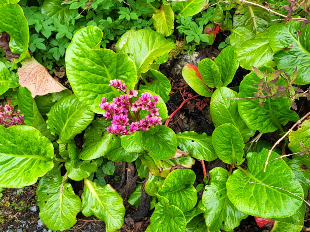 Belvedere House Gardens & Park-Mullingar必去景点