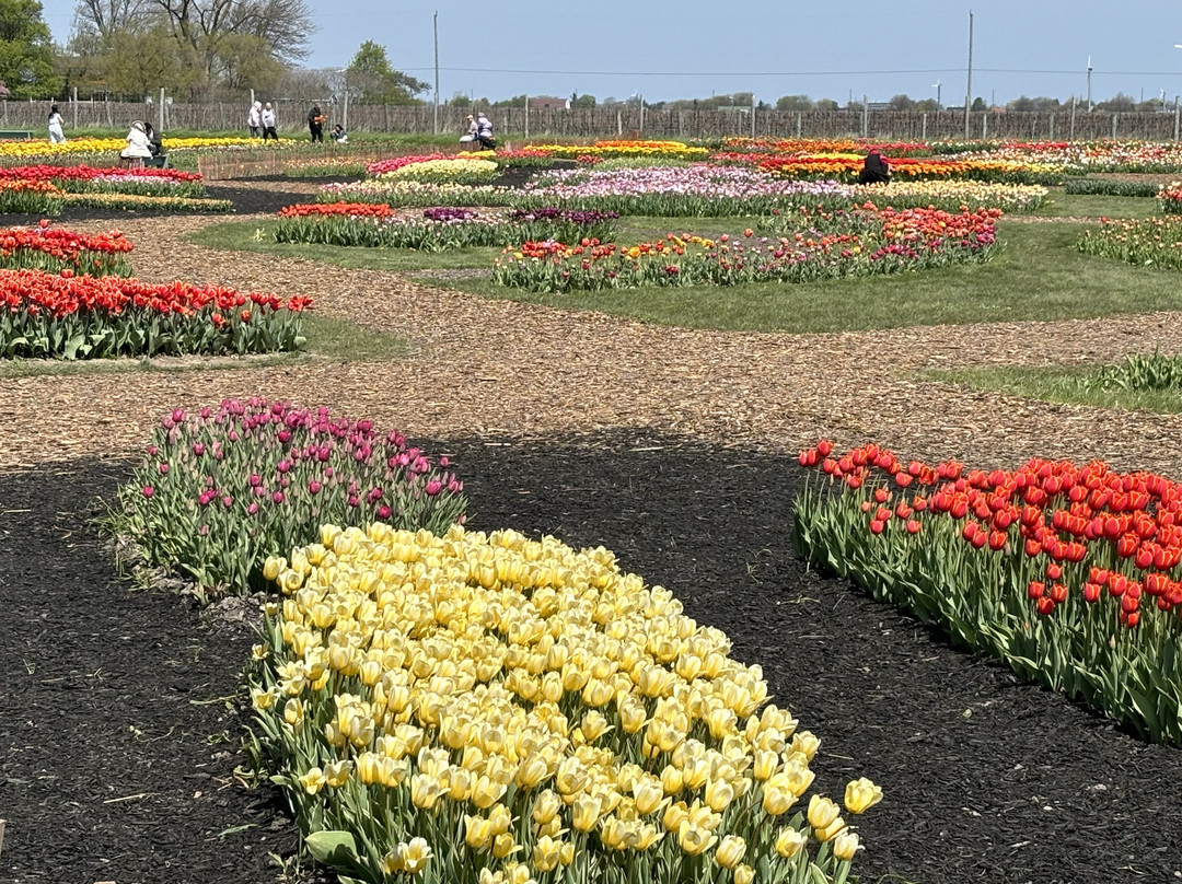 Tasc Tulip Pick Farm