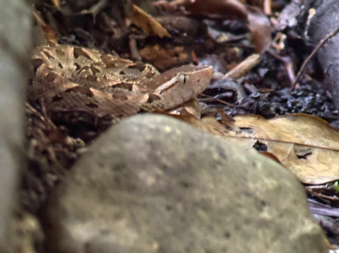 Manuel Antonio Expeditions-哥斯达黎加安东尼奥国家公园必去景点