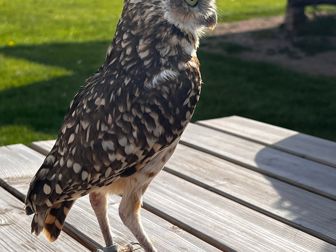 Bird on the Hand Falconry Experiences-Church Langton必去景点