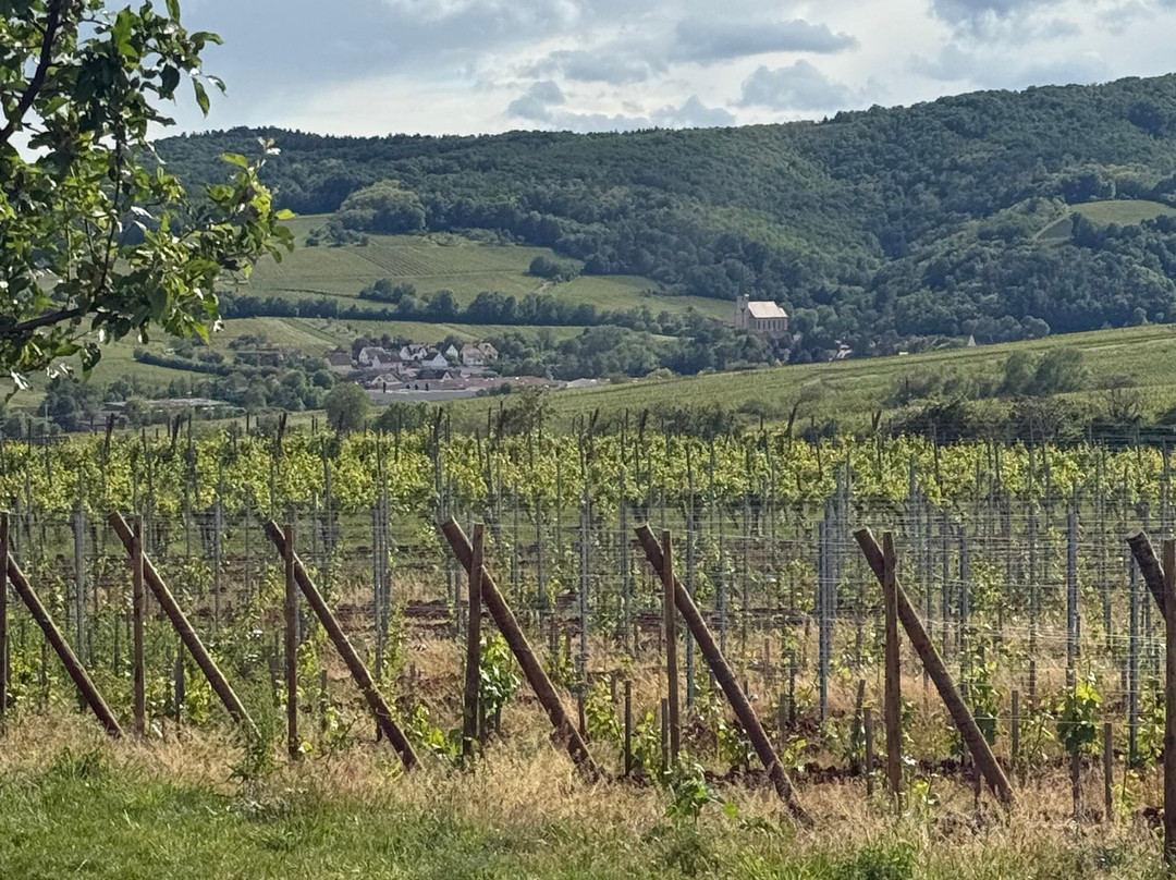 Domaine Albert Seltz-米特贝汉必去景点