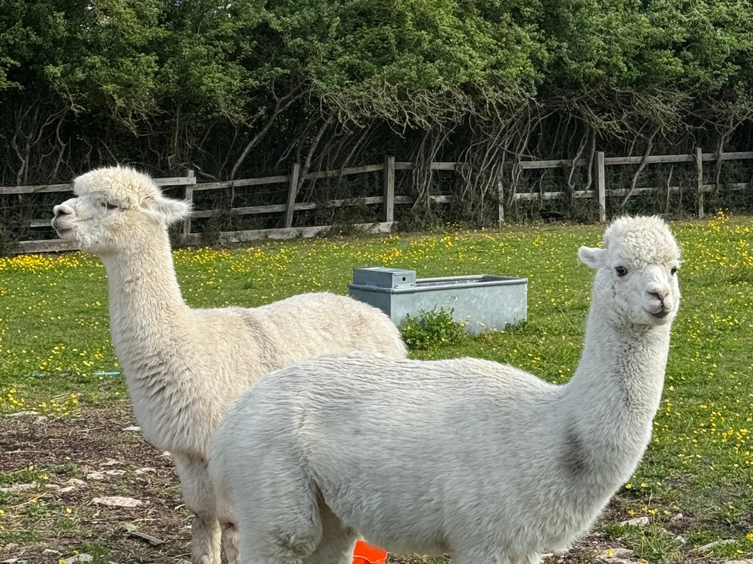 Marsh Farm Animal Adventure Park-Woodham Ferrers必去景点