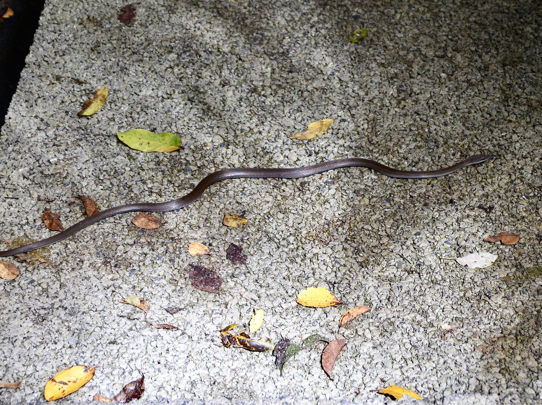 Manuel Antonio National Park-哥斯达黎加安东尼奥国家公园必去景点