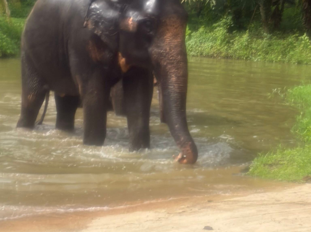 Krabi Elephant Sanctuary-甲米必去景点