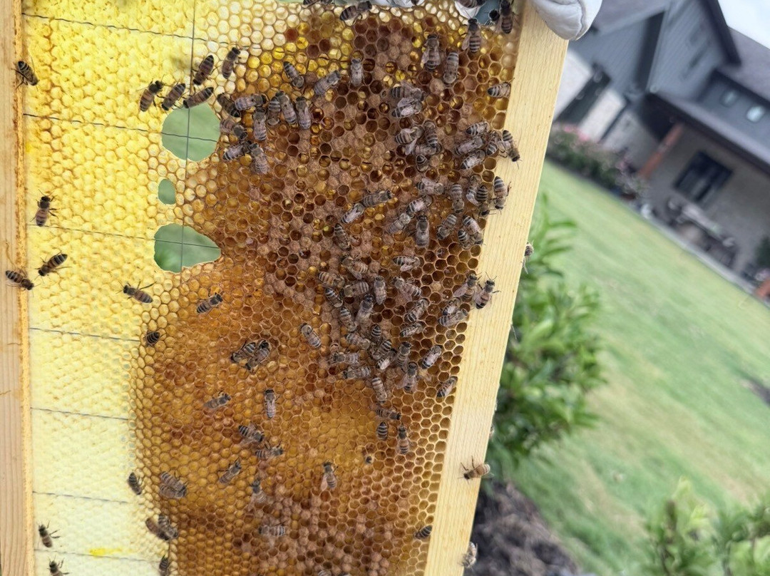 Beeweaver Honey Farm-Navasota必去景点