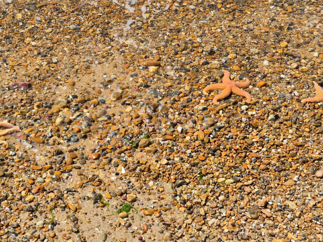 Landguard Nature Reserve-费力克斯托必去景点