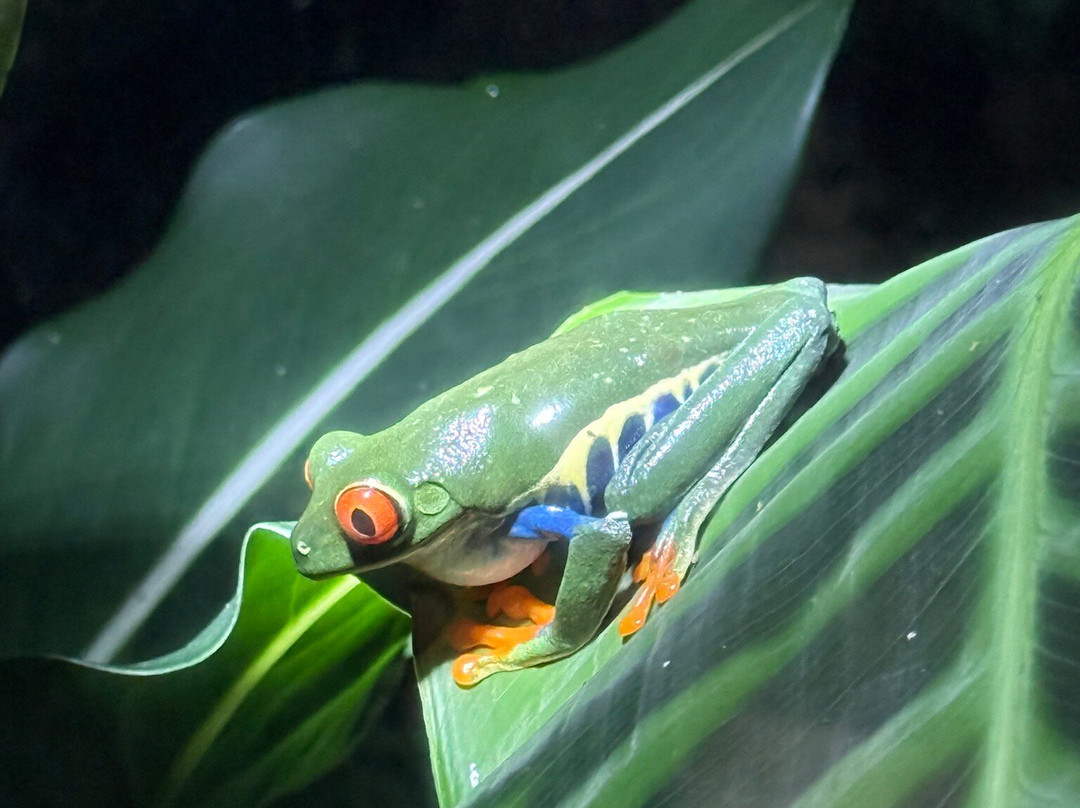 Ranario Monteverde Frog Pond-圣埃伦娜必去景点