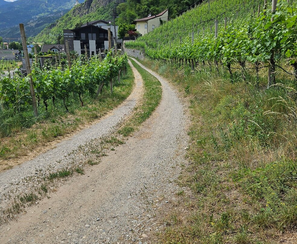 Weingut & Genusshotel Spitalerhof Superior主图