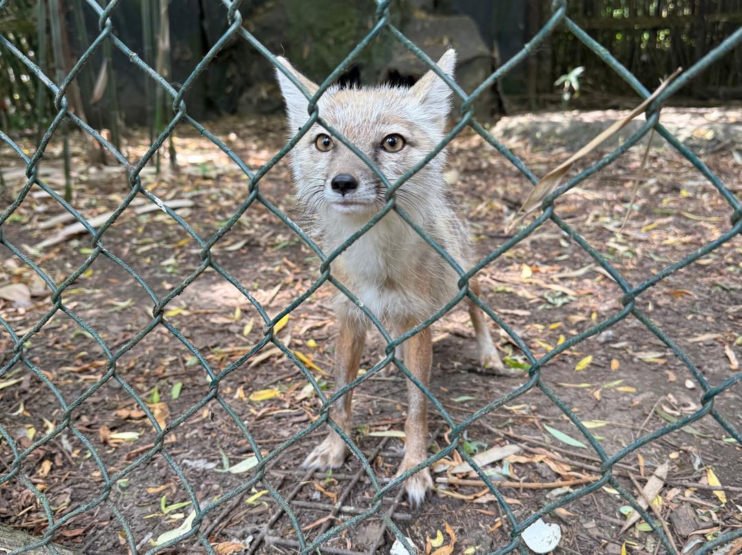 Uilen- en Dierenpark De Paay-Beesd必去景点