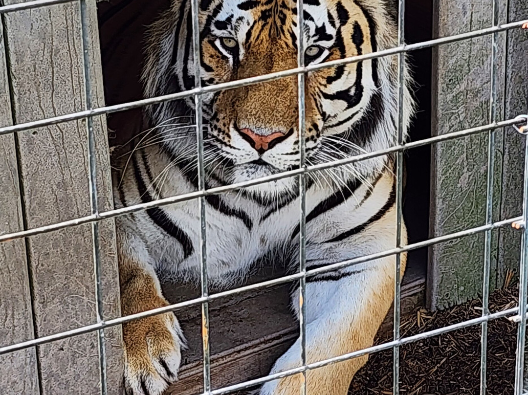 National Tiger Sanctuary-Saddlebrooke必去景点