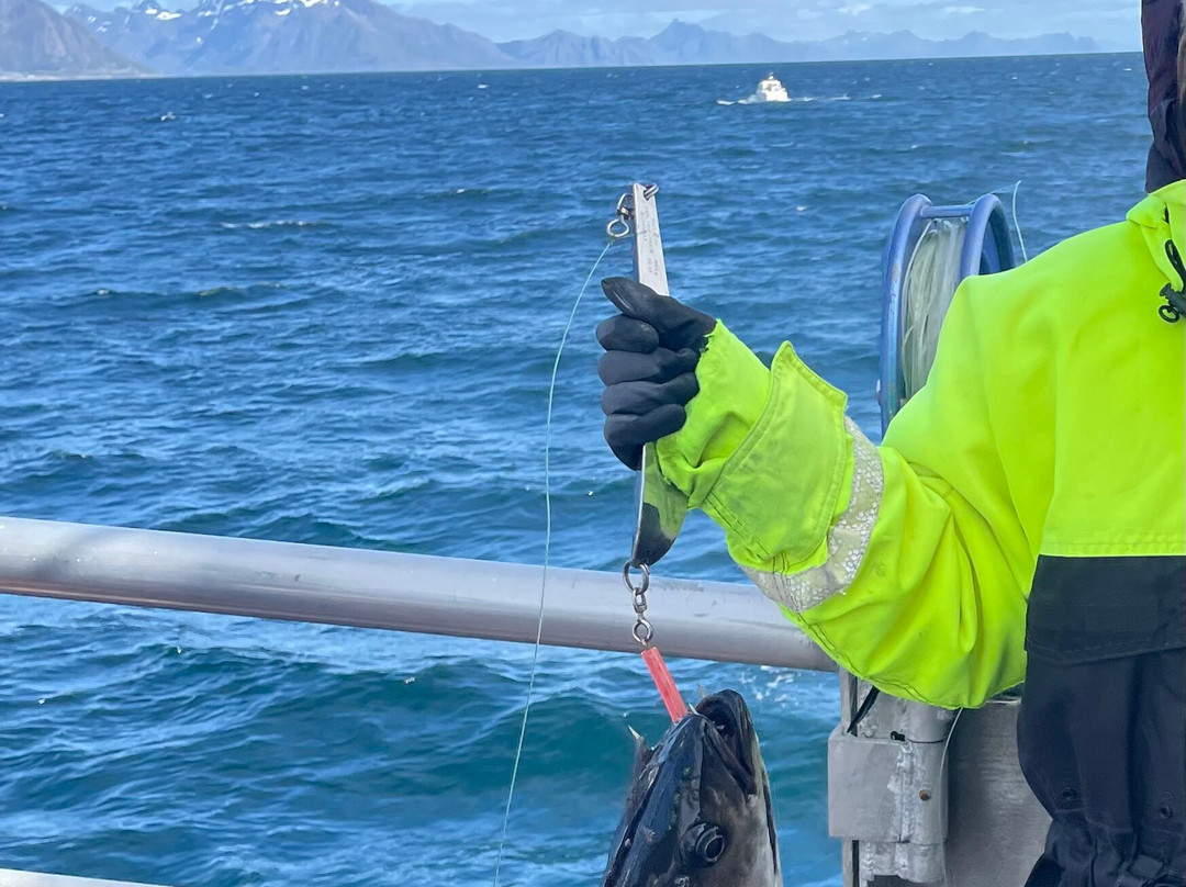 REEL Fishing And RIB Safaries-雷讷必去景点