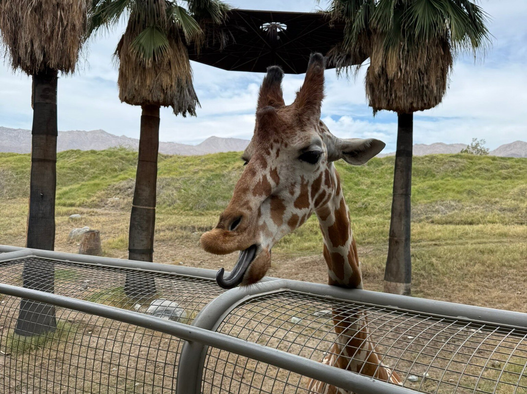 The Living Desert Zoo and Gardens-棕榈沙漠必去景点
