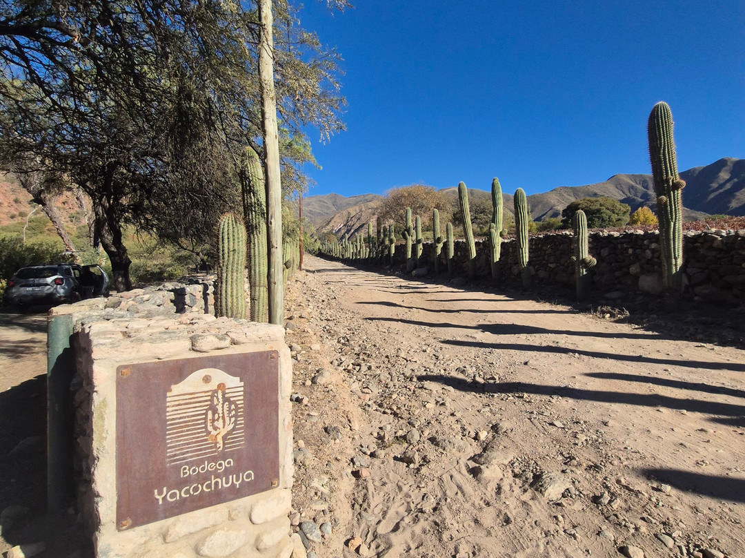 Bodega San Pedro de Yacochuya-卡法亚特必去景点