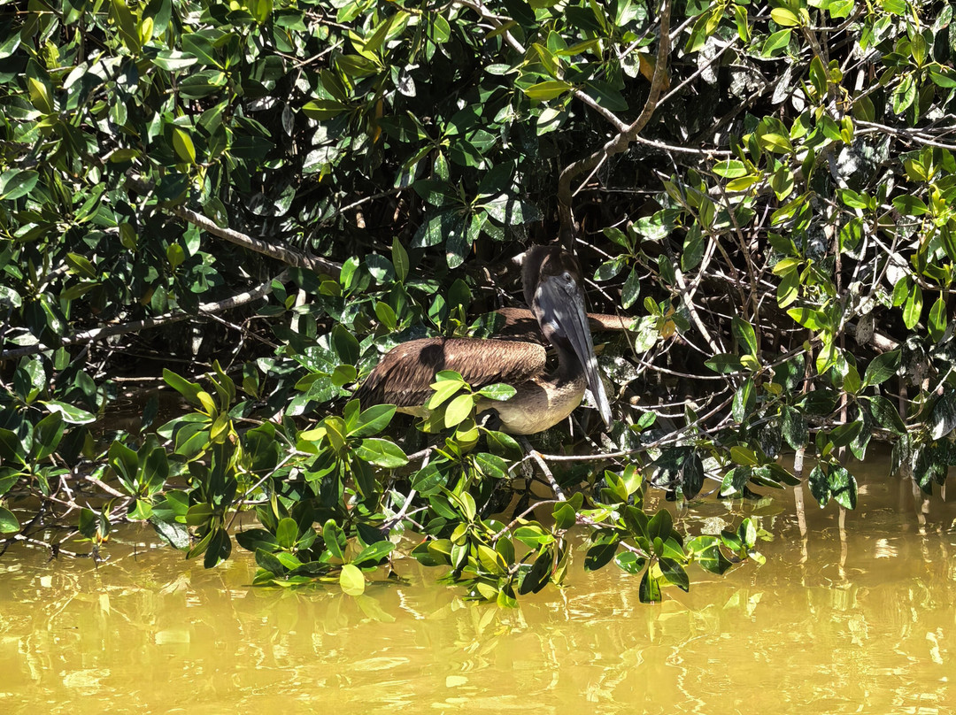 Reserva de la Biosfera Ría Celestún-塞莱斯顿必去景点