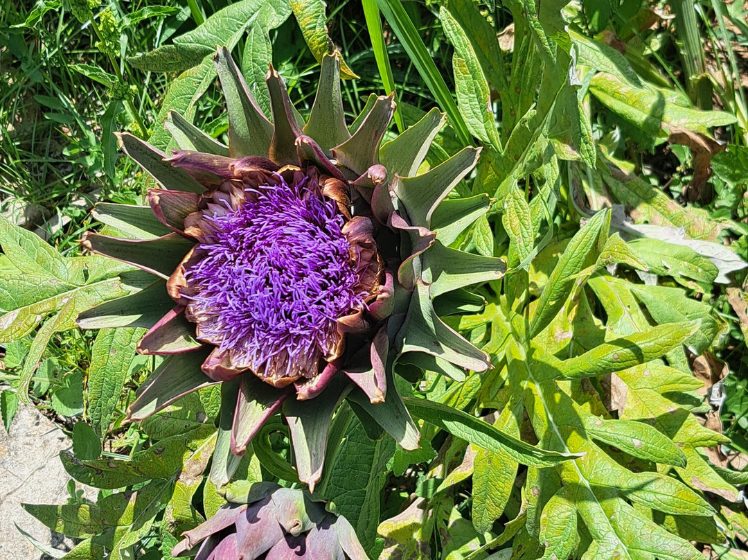 Jardín Botánico de Sóller-索耶尔必去景点