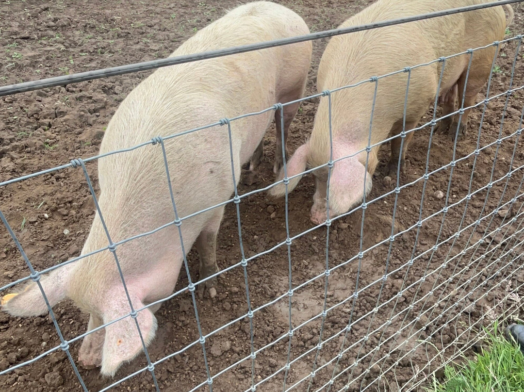 Hopefield Animal Sanctuary & Visitor Centre-布伦特伍德必去景点