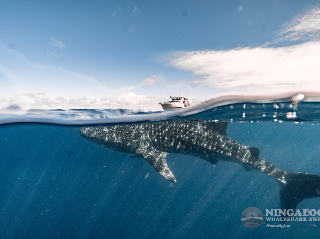 Ningaloo Whaleshark Swim-埃克斯茅斯必去景点