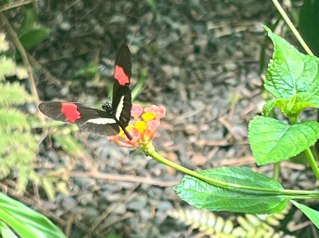 Royal Butterflies-哈科必去景点