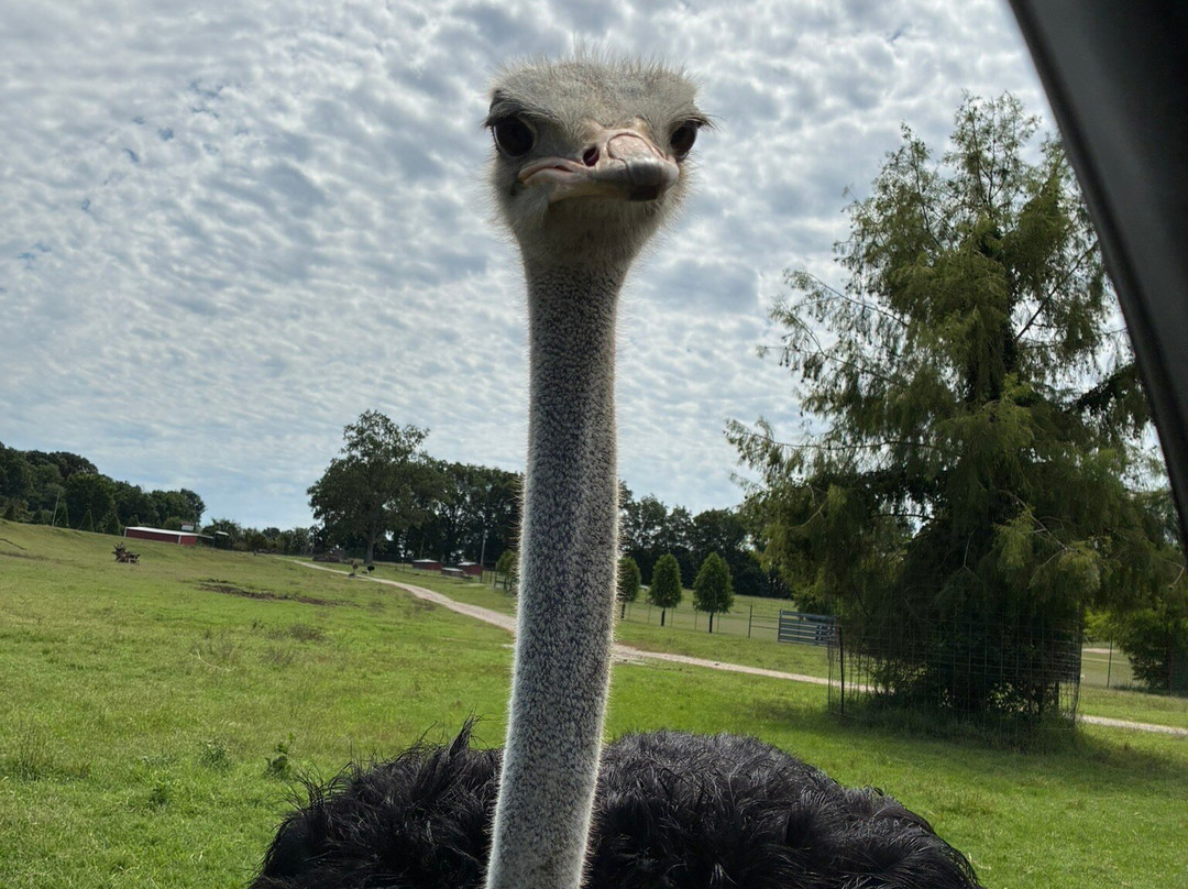 Tennessee Safari Park-Alamo必去景点