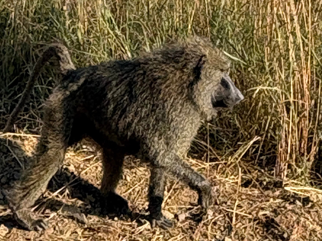 Tanzania-Experience-阿鲁沙必去景点