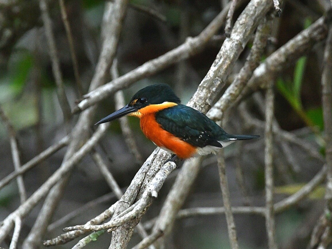 Birding Experiences-福德圣卡洛斯必去景点