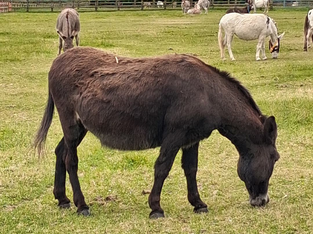 The Donkey Sanctuary-西德茅斯必去景点