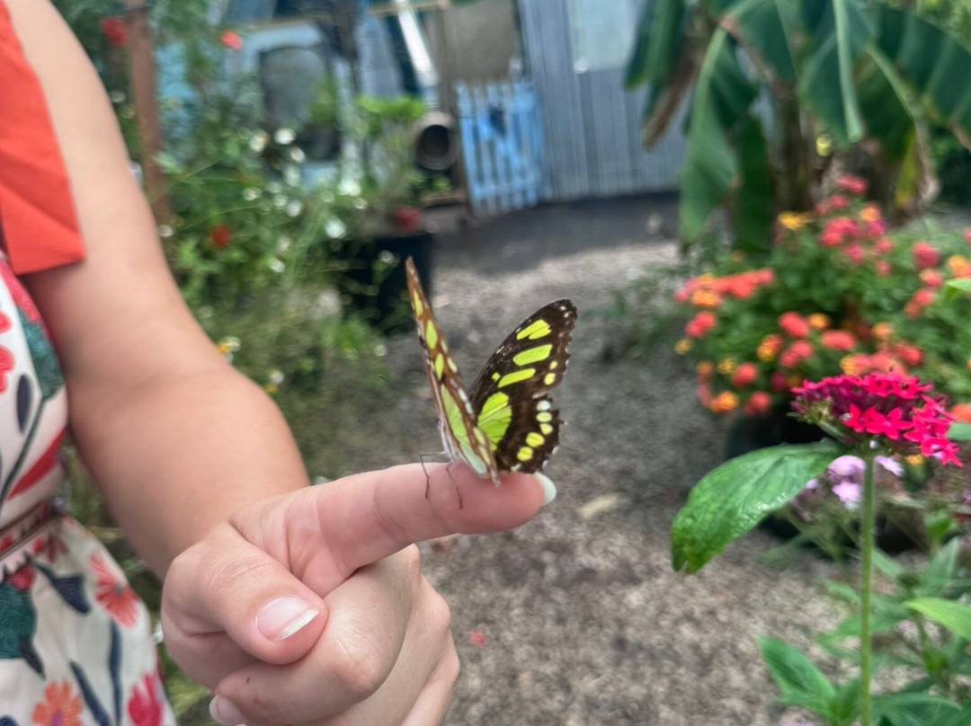 Guys Butterfly House-St Hilary必去景点