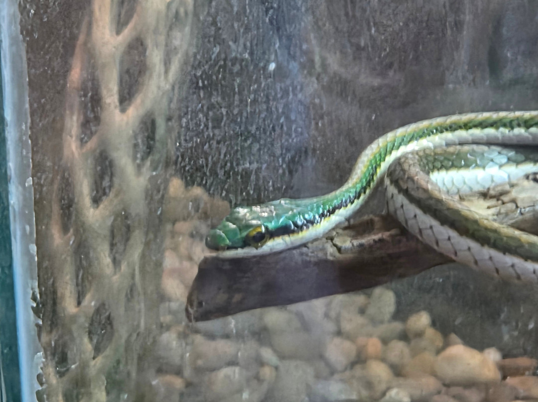 Croco Cun Zoo-从莫雷洛斯港必去景点
