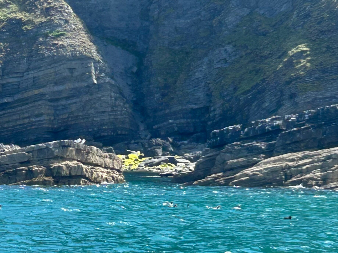 Dolphin Survey Boat Trips-纽基必去景点