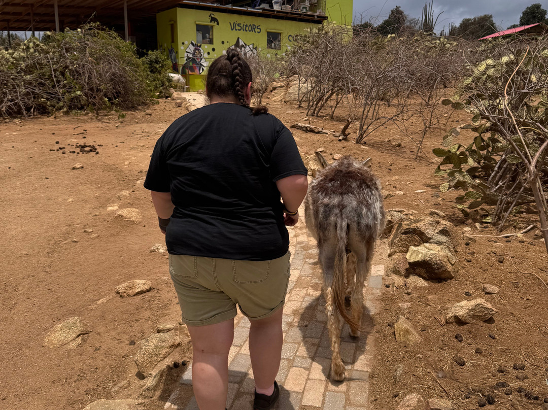 Donkey Sanctuary Aruba-Santa Cruz必去景点