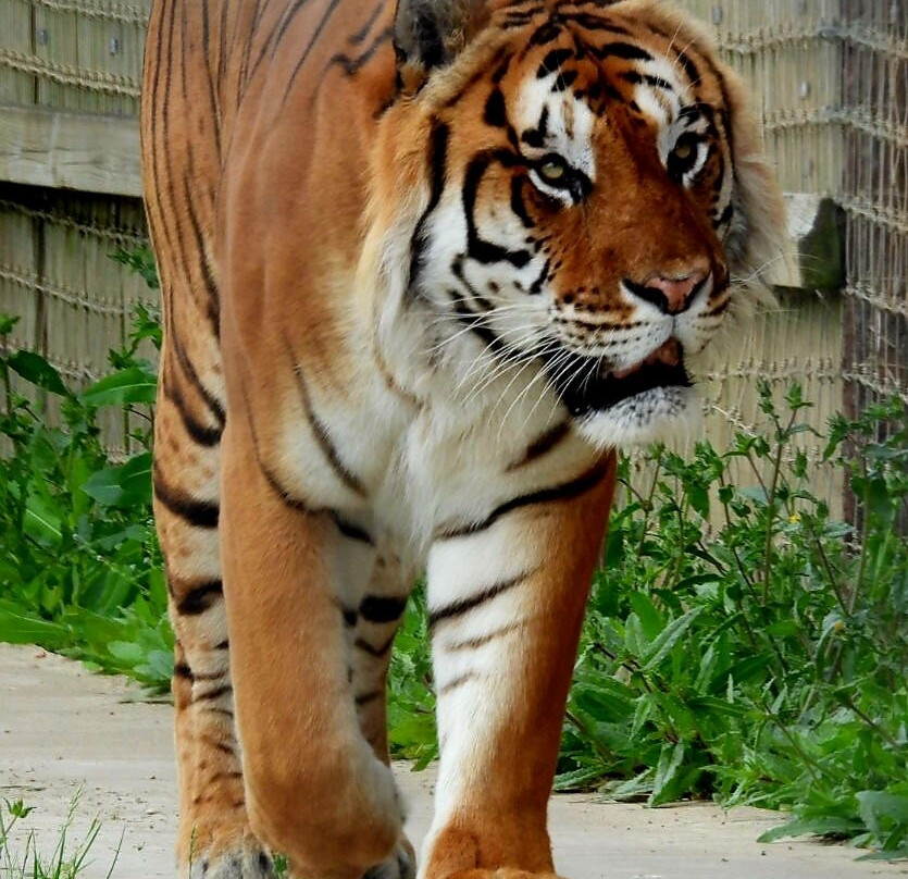 Lincolnshire Wildlife Park-Friskney必去景点