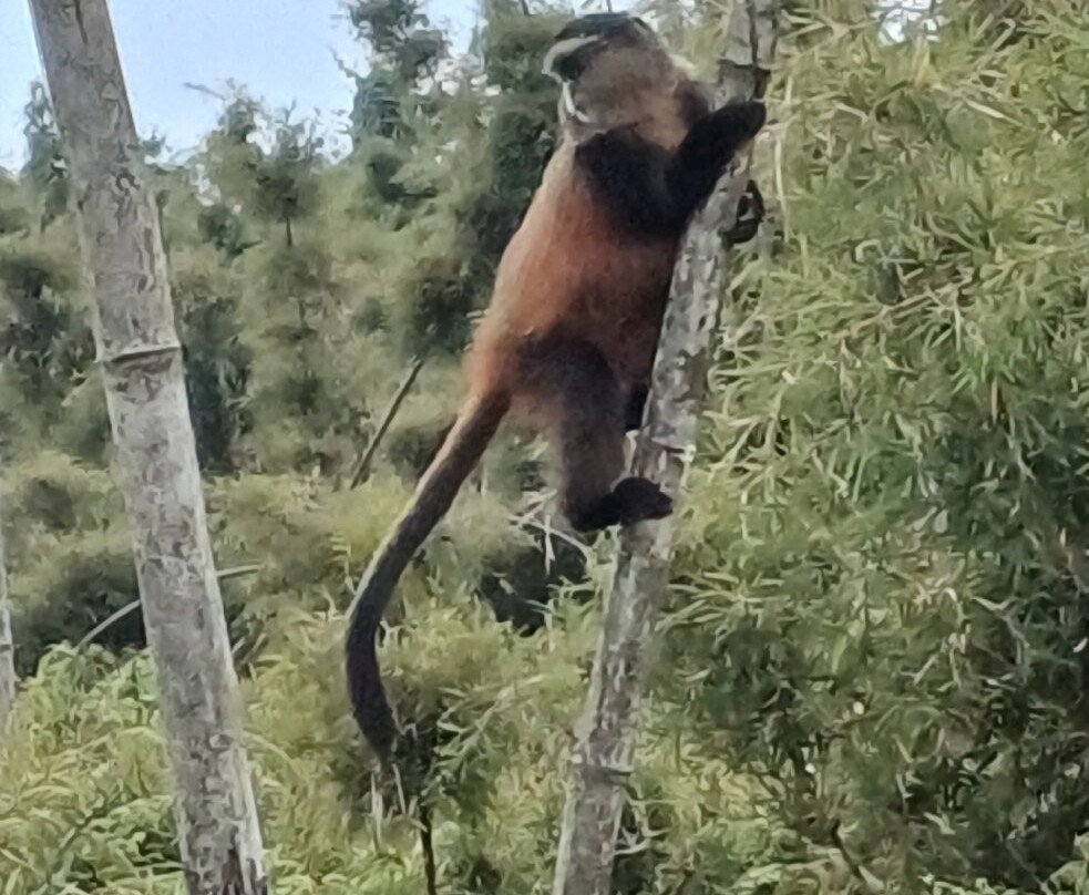 Big Apes Africa Safaris-坎帕拉必去景点