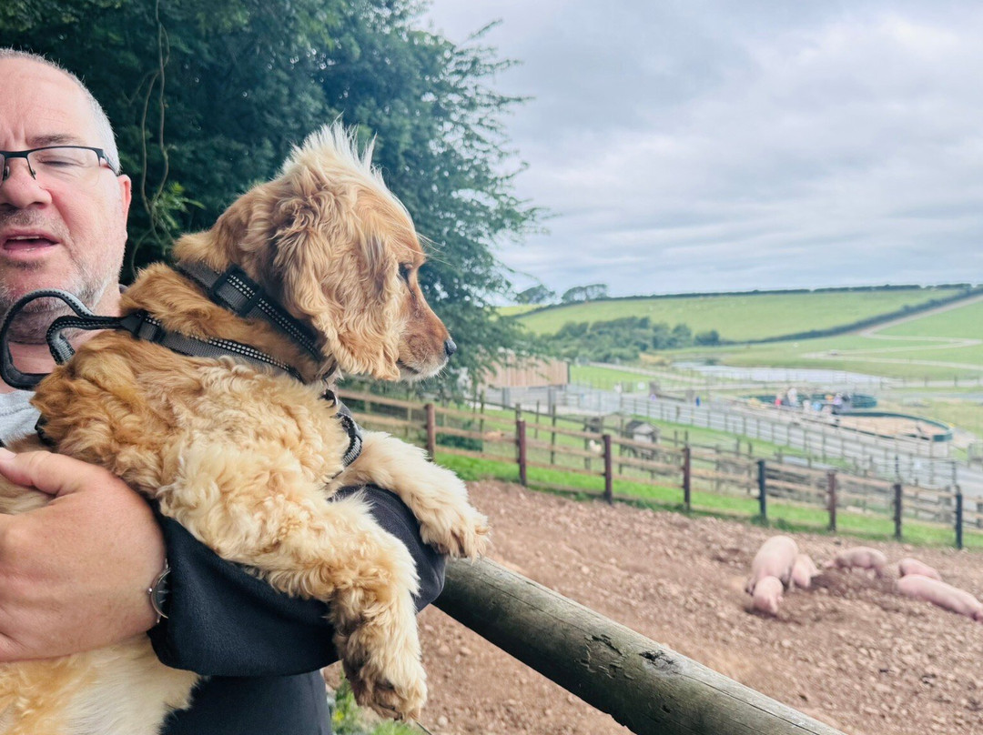 Foel Farm Park-Brynsiencyn必去景点