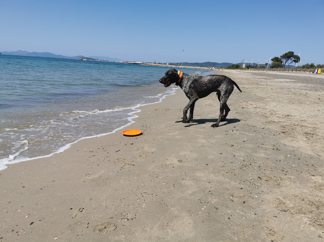 Spiaggia Perelli 1-皮翁比诺必去景点