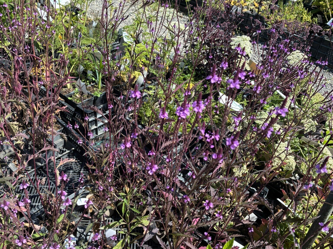 Kwekerij Morning Glory-Aalsmeer必去景点