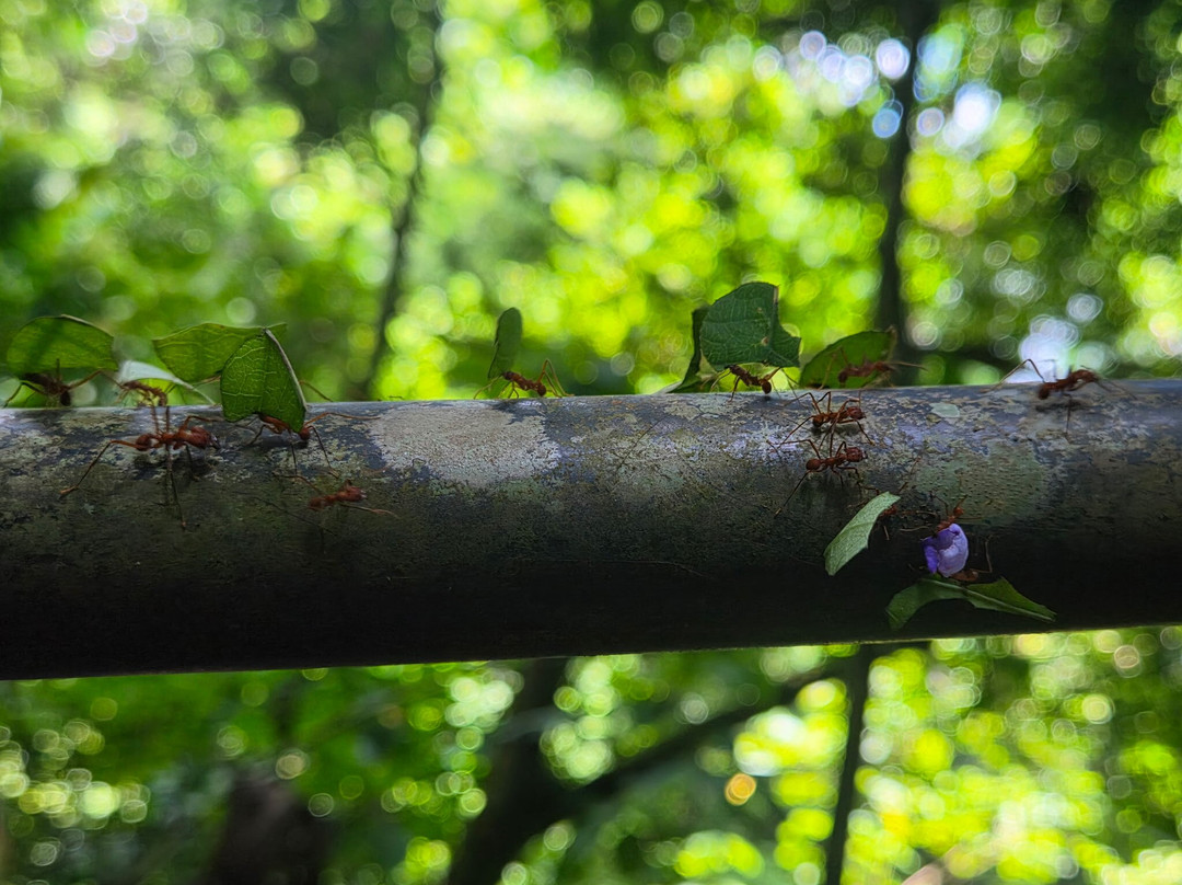 Uvita Paradise Adventures ( Zip Line)-乌维塔必去景点