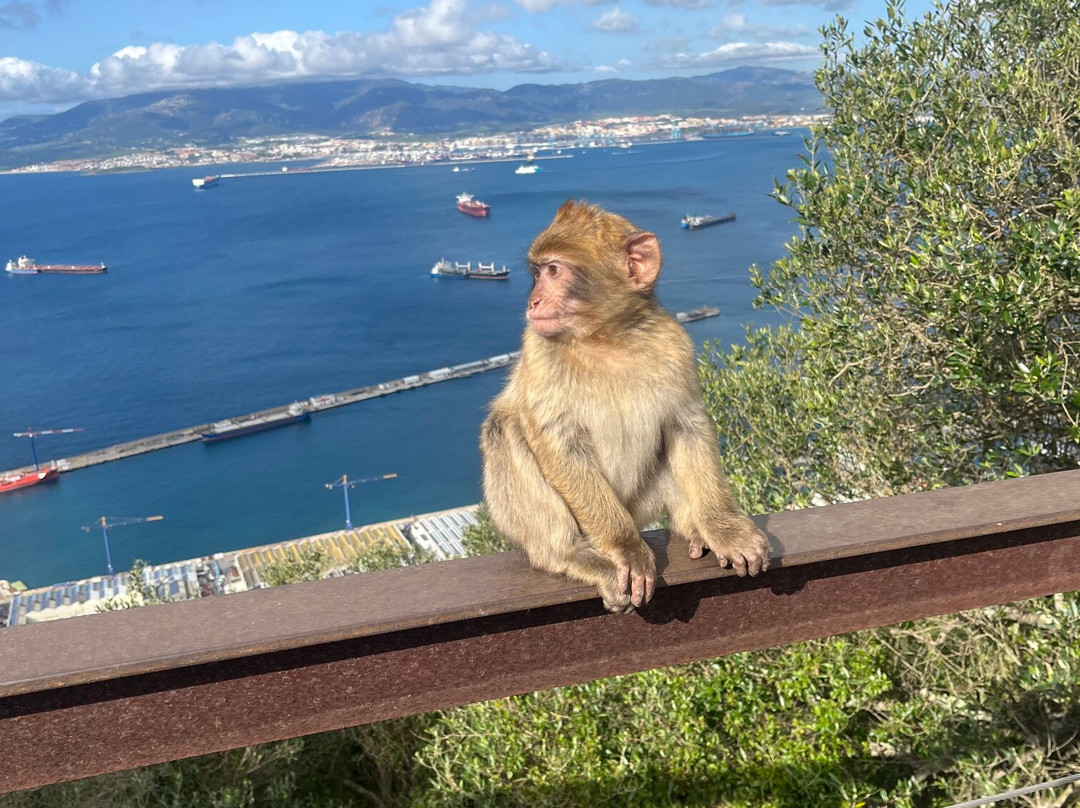 Gibraltar Rock Tours by John Lopez-直布罗陀必去景点