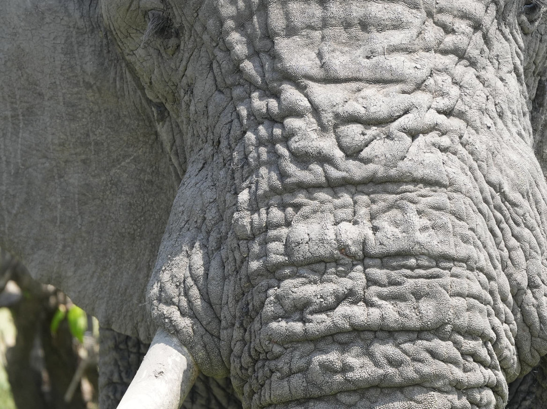 Great Serengeti Migration Safari Tour with TANZANIA SAFARI RADAR-Seronera必去景点
