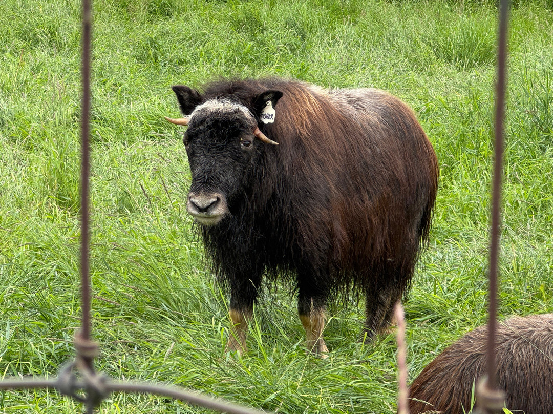 Musk Ox Farm-帕尔默必去景点
