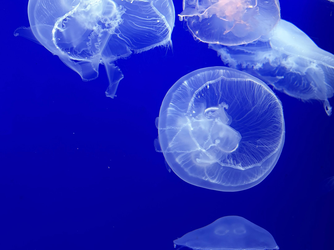 Aquarium Pula-普拉必去景点